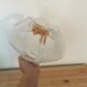 Globe en verre Mazzega Murano