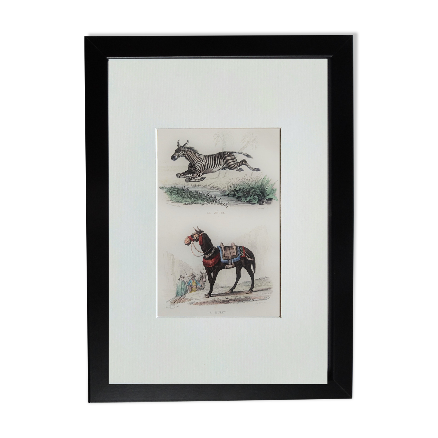 Original zoological plate "zebra & mule" - buffon 1840