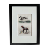 Original zoological plate "zebra & mule" - buffon 1840