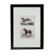 Original zoological plate "zebra & mule" - buffon 1840