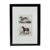 Planche zoologique originale " zèbre & mulet " - buffon 1840