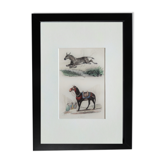 Planche zoologique originale " zèbre & mulet " - buffon 1840