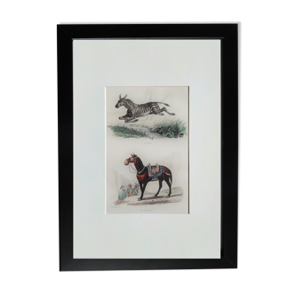 Original zoological plate "zebra & mule" - buffon 1840