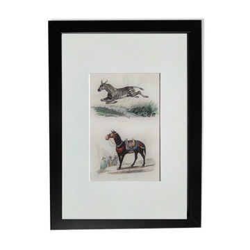 Original zoological plate "zebra & mule" - buffon 1840