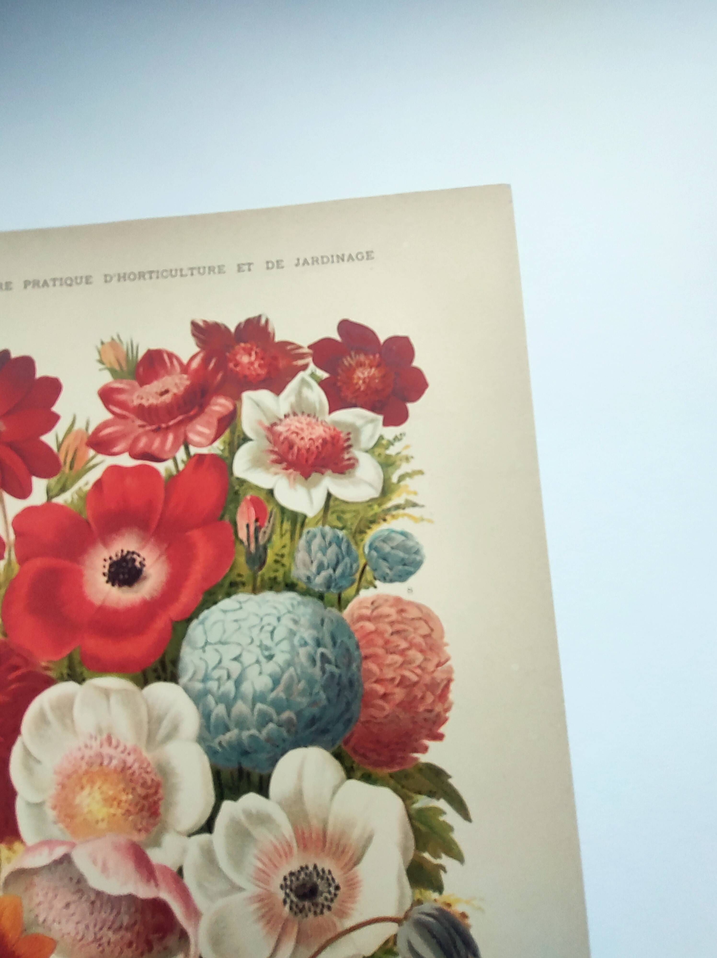 Botanical engraving from 1897 by A.Lefevre - Columbine - Old plate. Flower lithograph