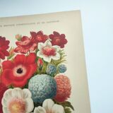Botanical engraving from 1897 by A.Lefevre - Columbine - Old plate. Flower lithograph