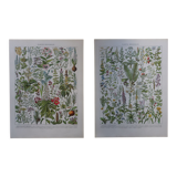 Original lithographs on medicinal plants