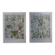 Lithographies originales sur les plantes médicinales