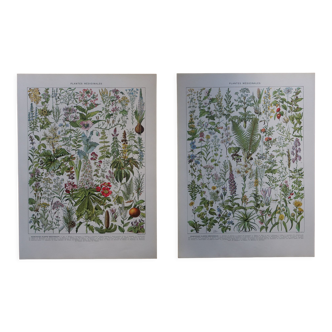 Lithographies originales sur les plantes médicinales
