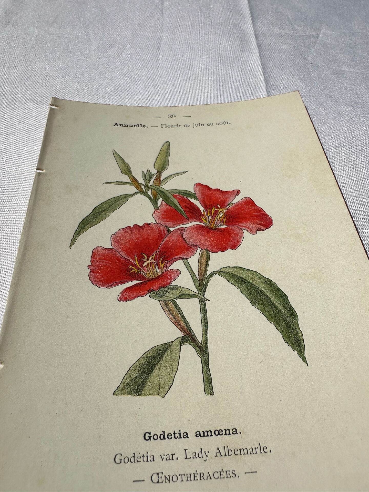 Botanical engraving naturalist plate French flower double-sided