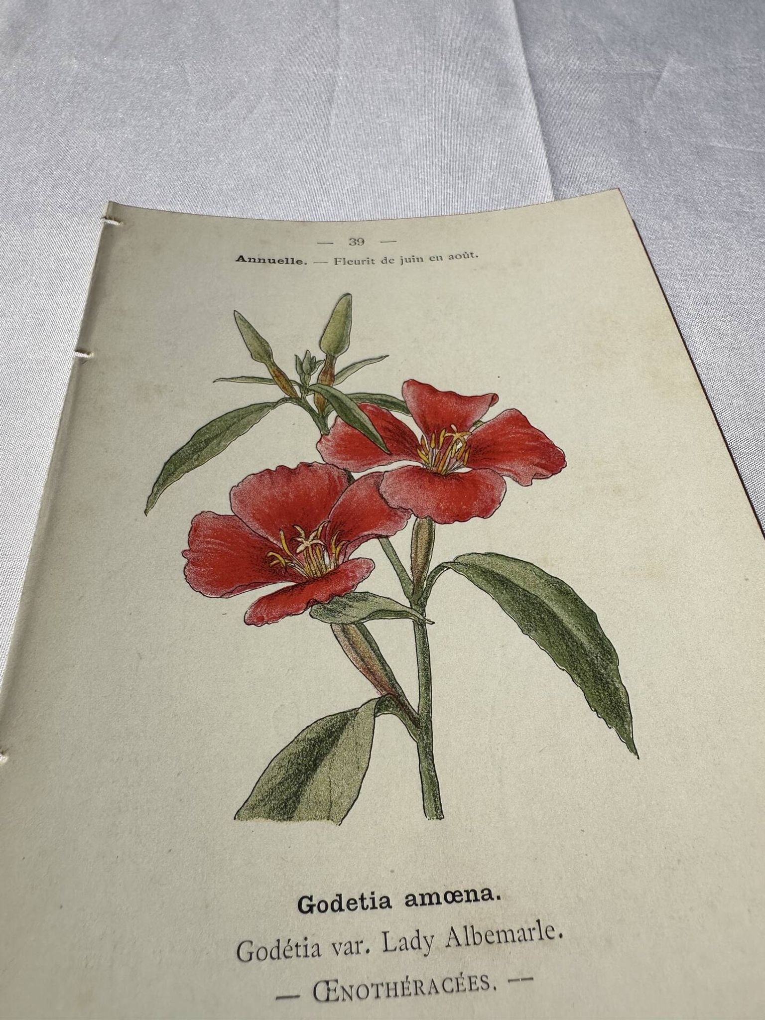Gravure botanique planche naturaliste fleur Française double face
