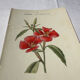 Botanical engraving naturalist plate French flower double-sided