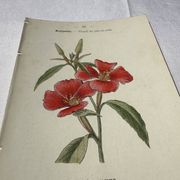 Gravure botanique planche naturaliste fleur Française double face
