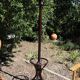 Antique parrot coat rack