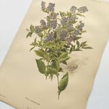 Botanical lithograph from 1897 - Vicia Oroboides - Print by E. Godard