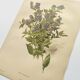 Botanical lithograph from 1897 - Vicia Oroboides - Print by E. Godard