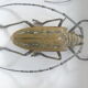 Boîte entomologie 3 insectes naturalisés