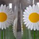 Service at orangeade daisies