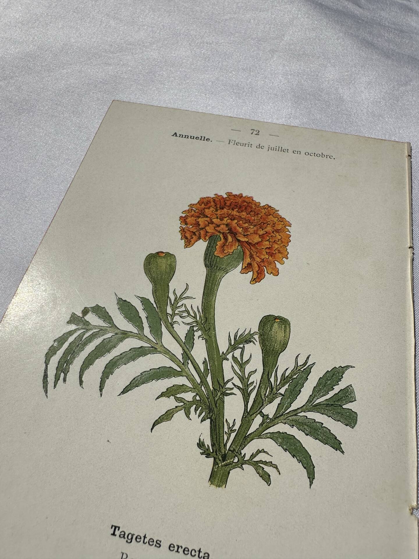 🌿 Botanical Plate Old Naturalist Engraving 19th Century Double-Sided