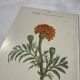 🌿 Botanical Plate Old Naturalist Engraving 19th Century Double-Sided