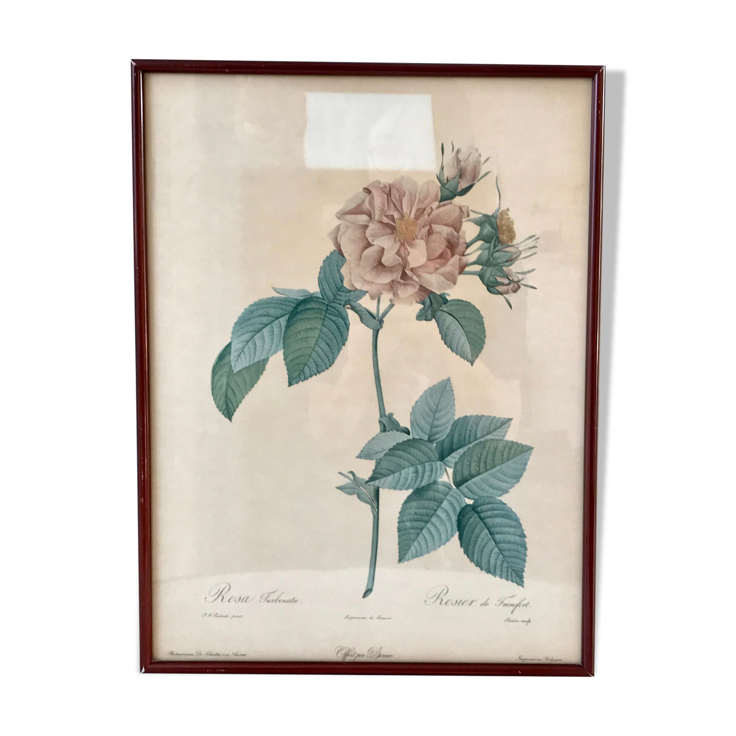 Lithography PJ Dreaded framed Rosa Turbinata