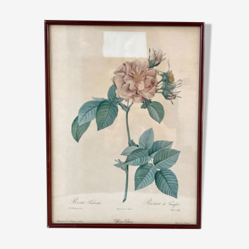 Lithographie PJ Redouté encadrée Rosa Turbinata
