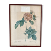Lithography PJ Dreaded framed Rosa Turbinata
