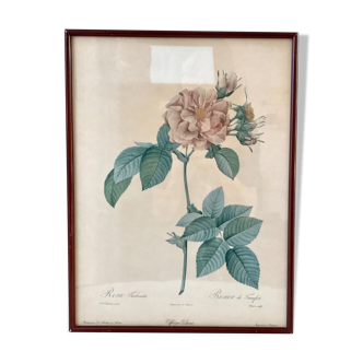 Lithography PJ Dreaded framed Rosa Turbinata