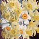 Peinture à l’huile "Bouquet de Jonquilles"
