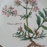 Set of 4 Villeroy and Boch plates, Botanica collection