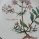 Set of 4 Villeroy and Boch plates, Botanica collection