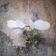 12-blade propeller suspension in rattan and white linen