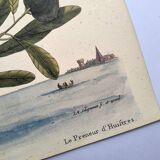 Planche ancienne oiseaux -Le Preneur d'huitres- belle gravure de Seligmann