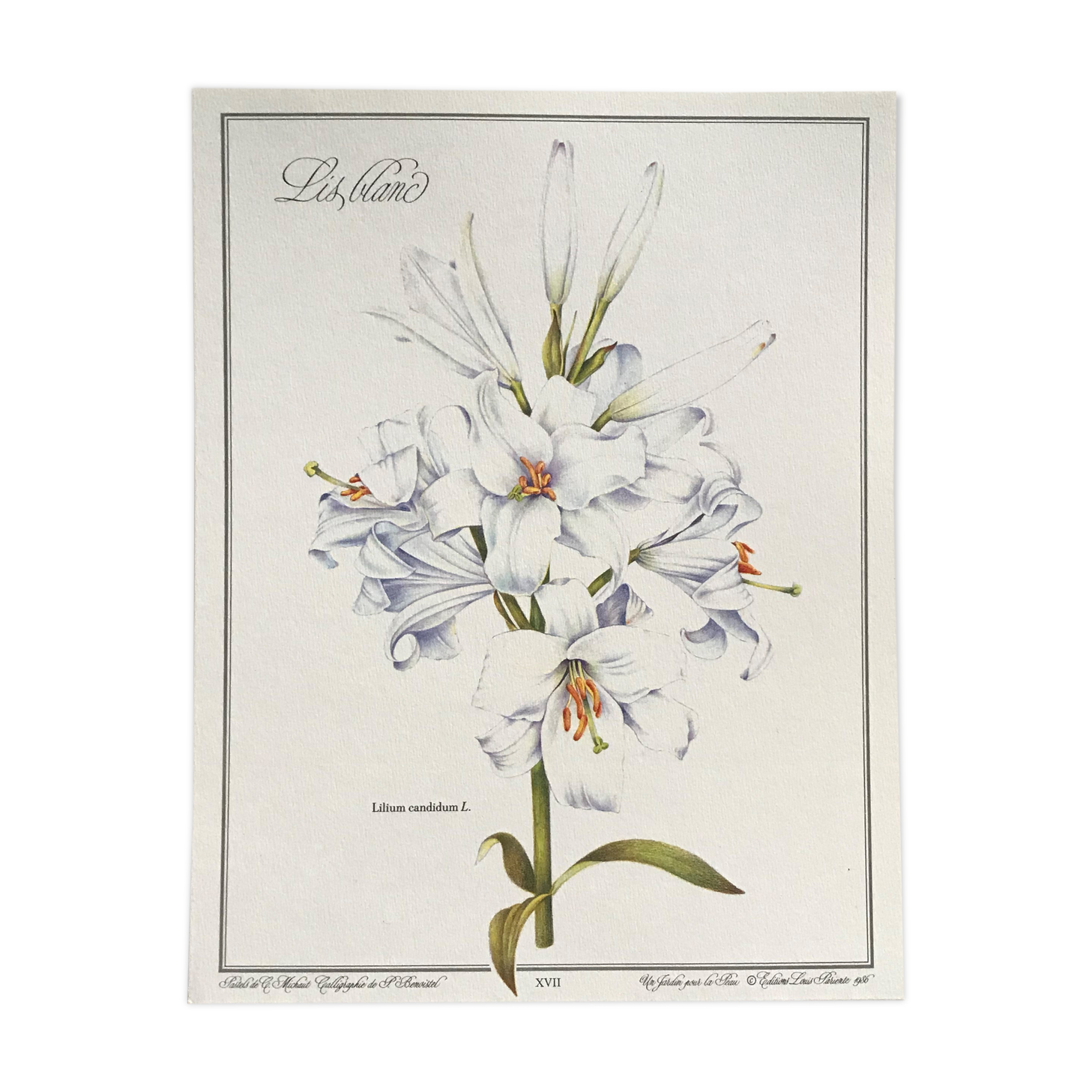 Botanical plank the white lily