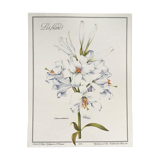 Botanical plank the white lily