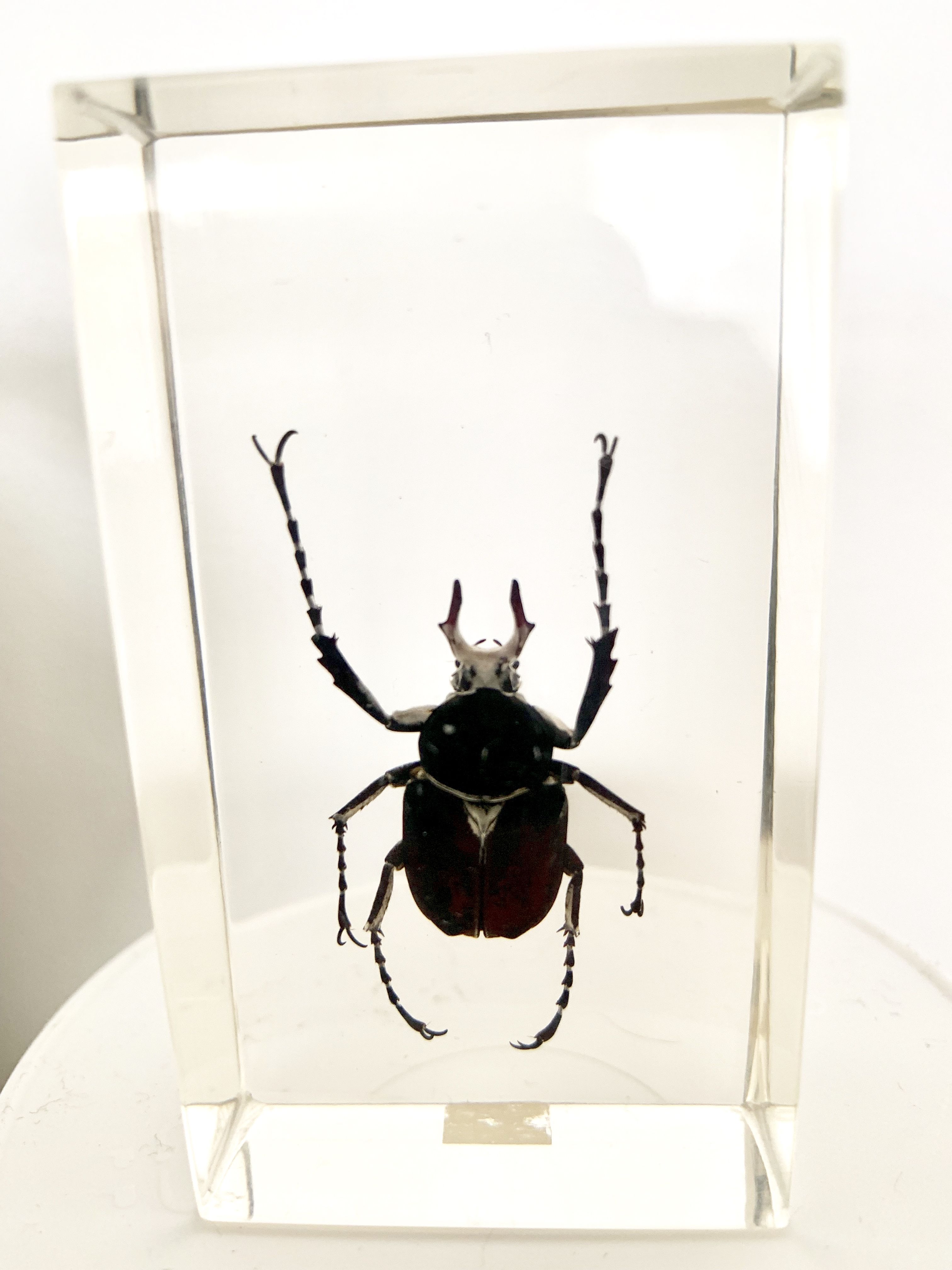 Trio d’insectes sous inclusion de résine N°3