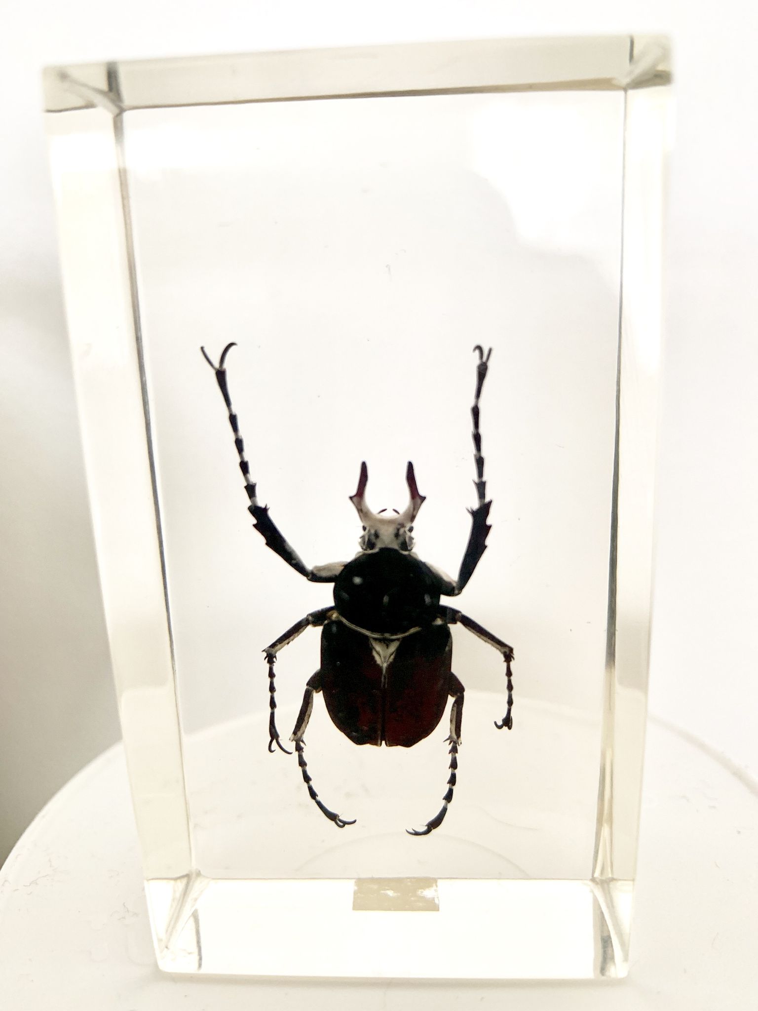 Trio d’insectes sous inclusion de résine N°3