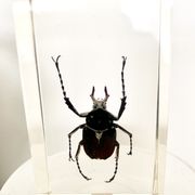 Trio d’insectes sous inclusion de résine N°3