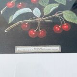 Framed lithograph of cherries
