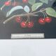 Lithographie encadrée les cerises