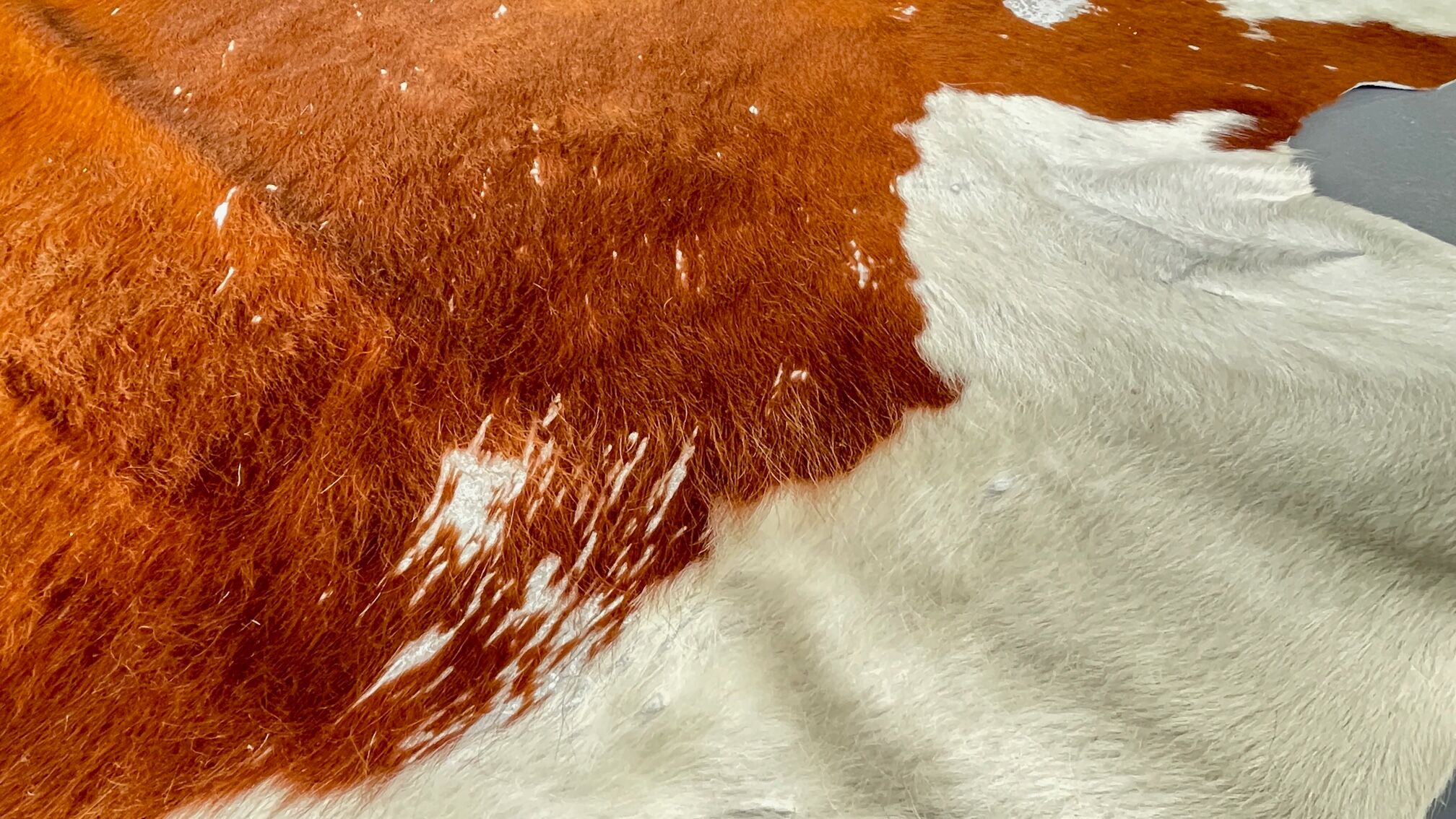 Caramel cowhide carpet