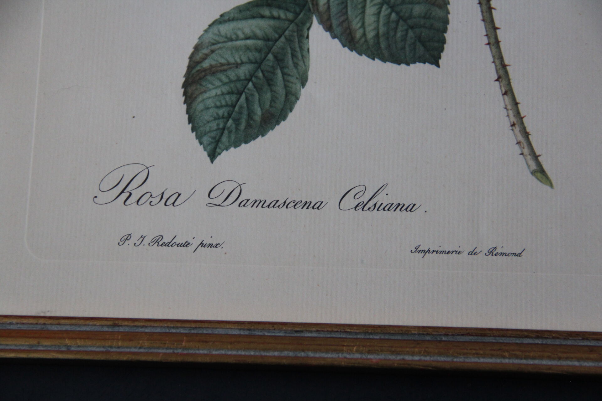 Framed engraving by P.J. Redouté Rosier de Cels