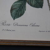Framed engraving by P.J. Redouté Rosier de Cels