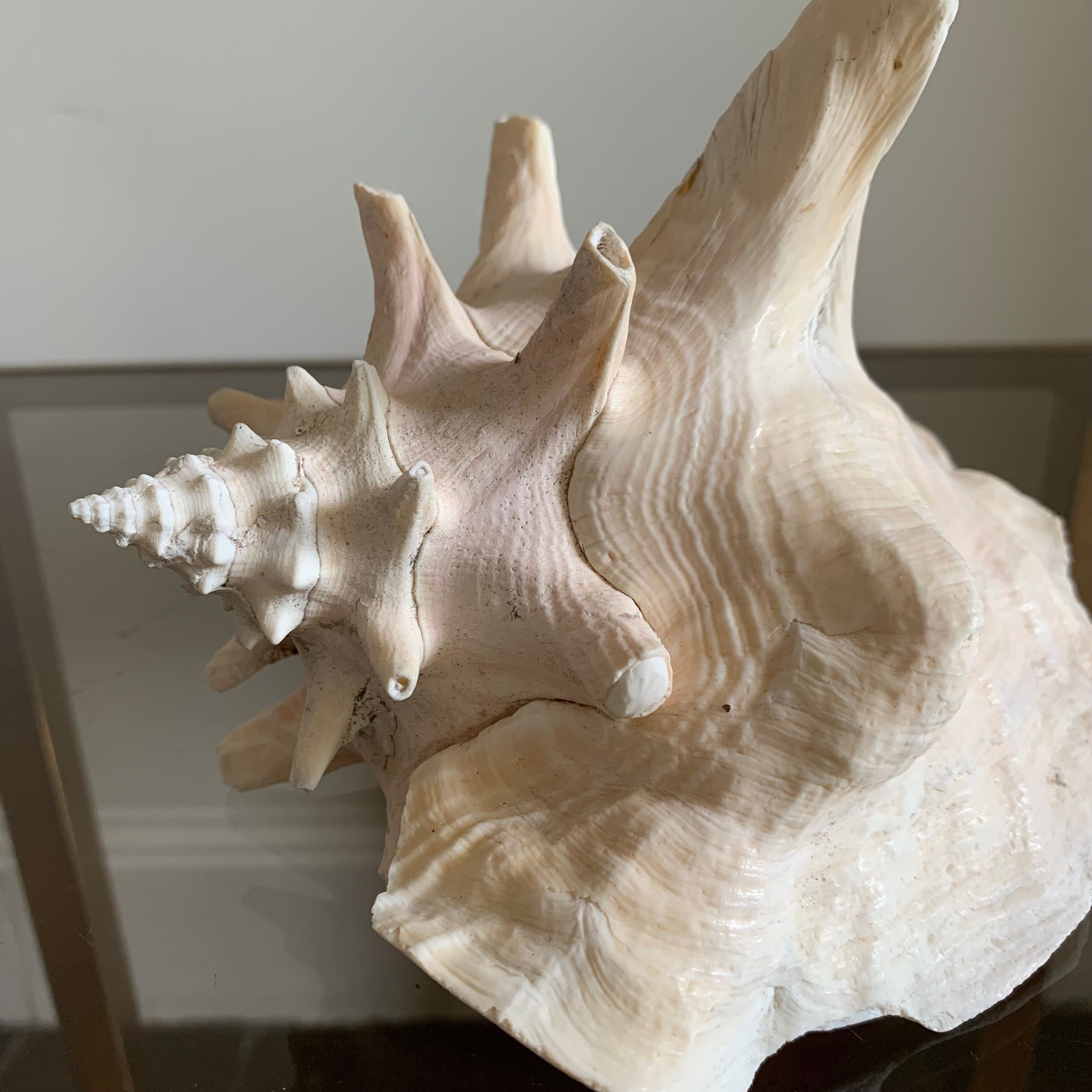 Shell horned helmet 18 cm