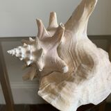 Shell horned helmet 18 cm