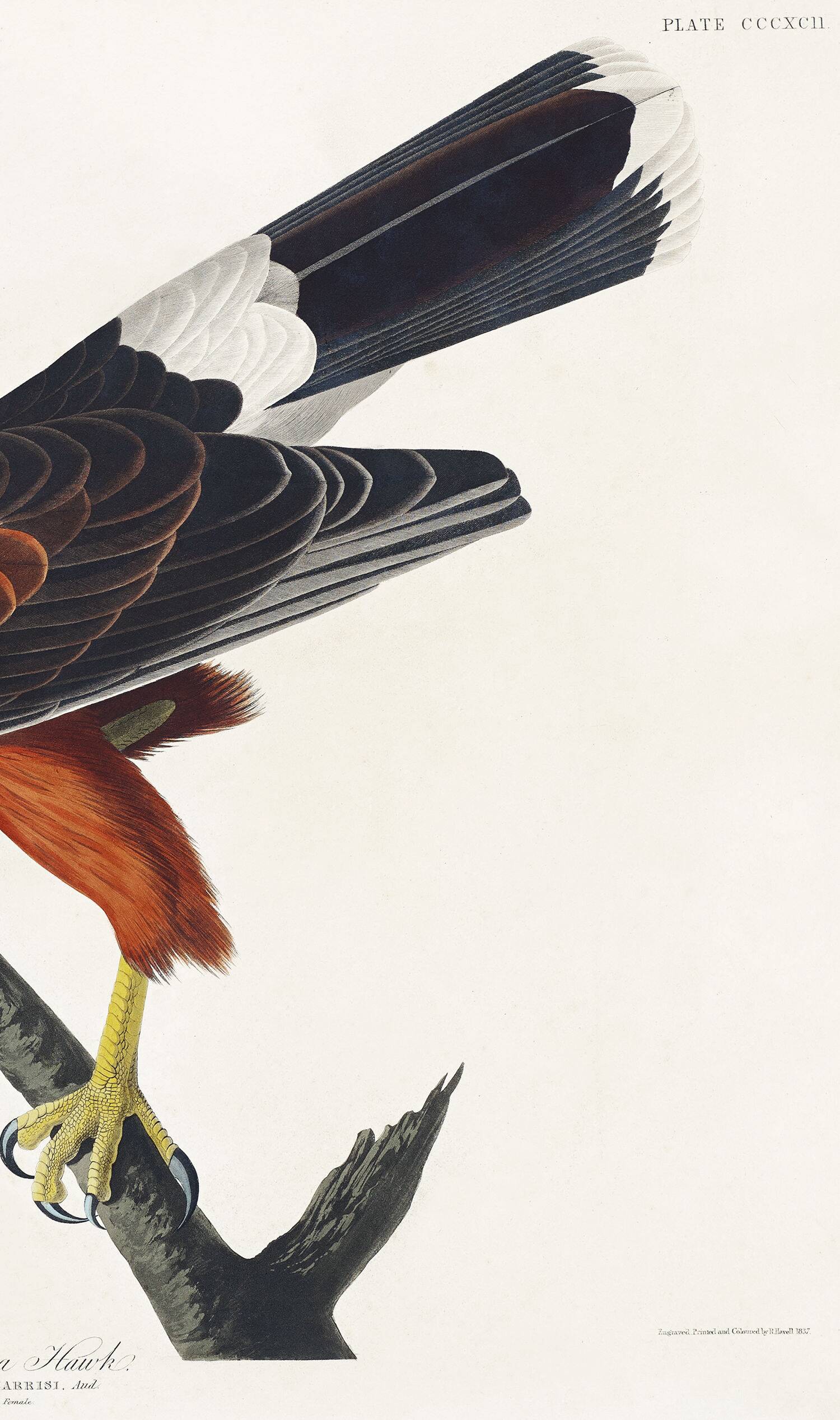 Poster about Harris's Hawk, based on an old engraving from 1827.