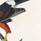 Poster about Harris's Hawk, based on an old engraving from 1827.