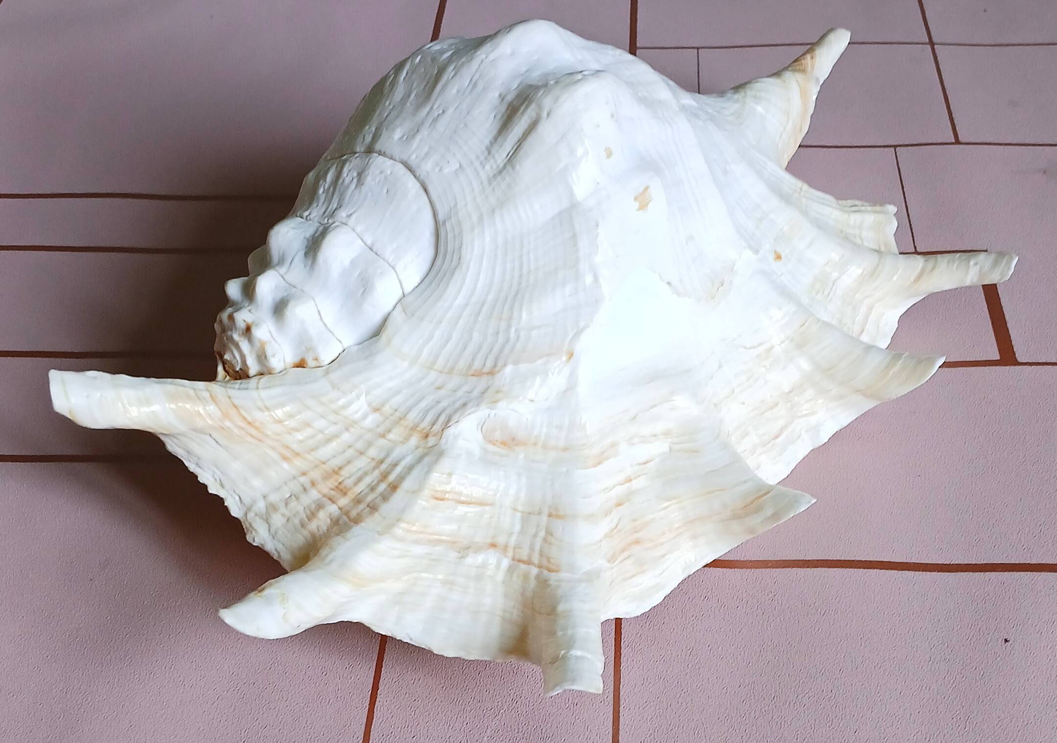 Lambis truncata XL shell, Pacific Ocean.
