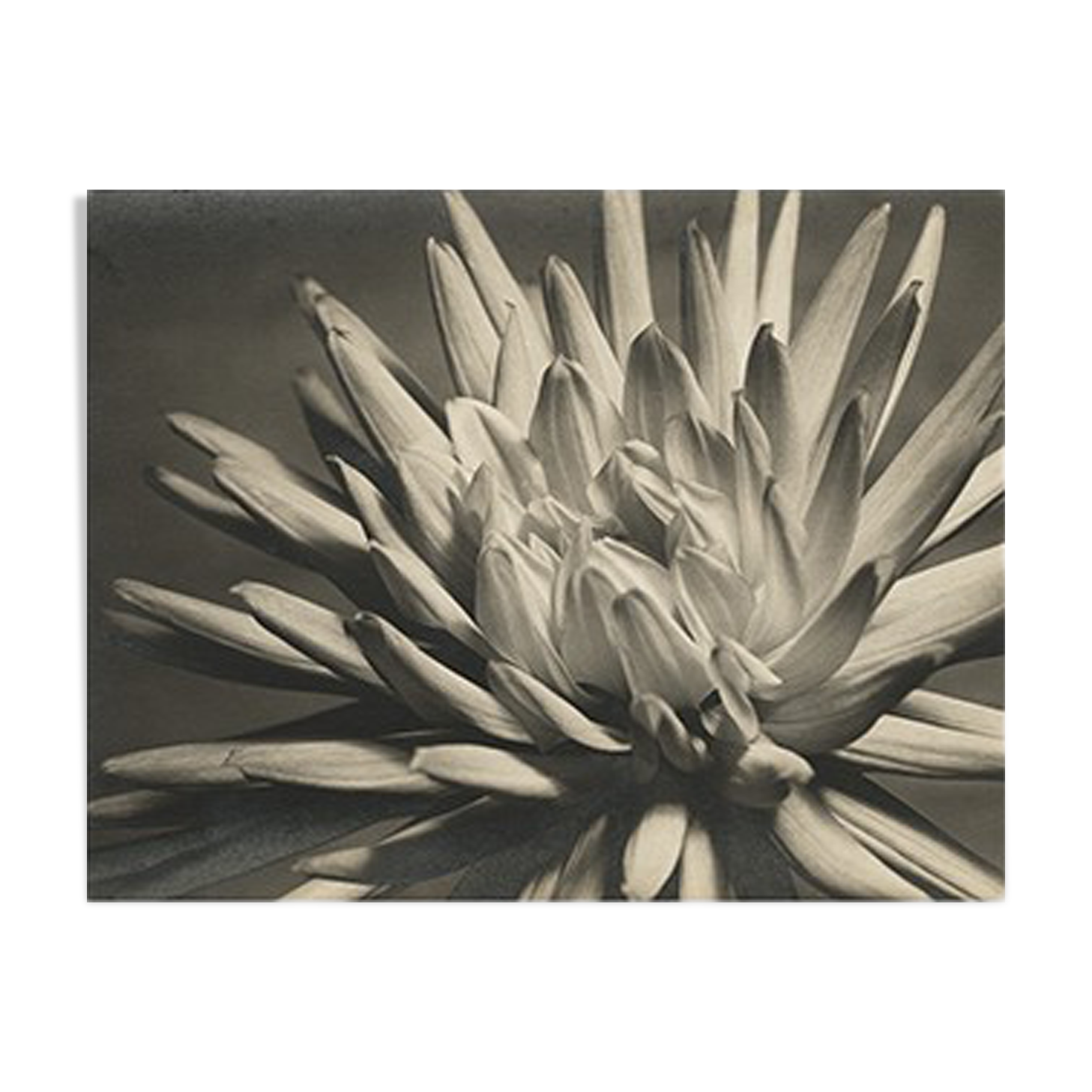 Dahlia close-up
