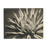 Dahlia close-up